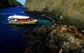 塔斯馬尼亞布魯尼島遊船｜3小時睇海豹+生蠔午餐超抵！避坑指南大公開✨