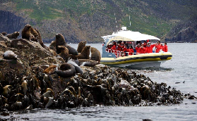 布魯尼島3小時遊船實測｜海豹出沒+生蠔吃到飽？行程規劃看這篇❤️
