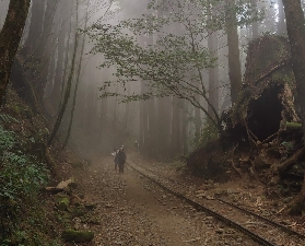 新北八通關古道實測｜百年古蹟+絕美山景，親子輕健行避坑指南✨