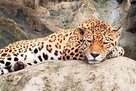菲律賓Avilon動物園｜親子遊超讚！3000+動物互動+保育知識滿分實測🐾