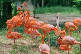 🐾 深圳野生動物園-超順路不回頭遊玩路線