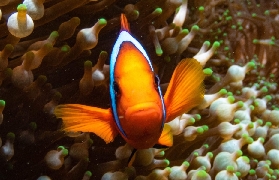 小琉球居琉潛水實測！旱鴨子也能摸珊瑚看海龜🐢