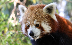 阿德萊德熊貓早體驗｜搶在人潮前看熊貓超抵！