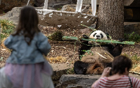 阿德萊德熊貓之旅｜臺灣遊客實測避坑指南