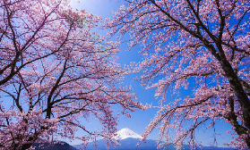 東京出發富士山一日遊｜訂前避坑+必玩亮點！港澳仔實測🚌