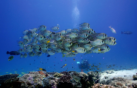 澳洲埃克斯茅斯鯨鯊共遊｜避坑指南+總結分享📝