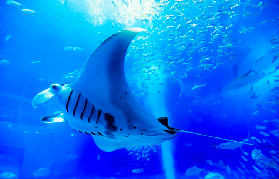 沖繩北部一日遊實測｜唔使自駕玩曬4大景點！超抵CP值✨