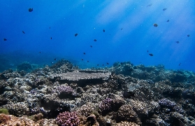 墾丁潛水夯爆！放呆潛水3天2夜OW考照實測超讚🤿