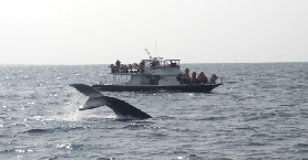 沖繩渡嘉敷島賞鯨｜未見到全額退！附避坑指南✨