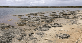 珀斯尖峰石陣一日遊｜實際玩起來超讚！滑沙+龍蝦+疊層石全紀錄📸