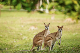 昆士蘭全境動物親近指南｜擁抱考拉、邂逅袋鼠的夢幻旅程