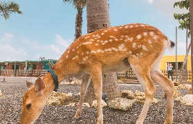 墾丁墾草趣實測！親子互動超夯！羊駝梅花鹿零距離貼貼🐑