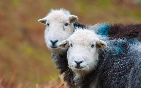 利物浦出發湖區一日遊實測｜3大亮點+2個避坑技巧✨