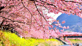 日本早櫻一日遊實測！選品避坑看這篇｜河津櫻+凈蓮瀑布超抵價