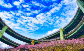 日本河津櫻一日遊避坑指南｜3個必註意的細節