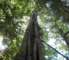 黃金海岸螢火蟲實測！日語導覽避坑指南✨