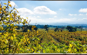 墨爾本雅拉河谷半日遊｜小團酒莊體驗實測避坑指南