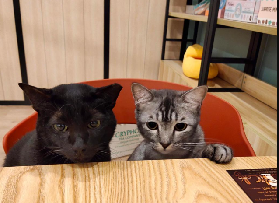 新加坡貓咖實測｜The Cat Cafe必去！避坑+2分店差異全整理🐱