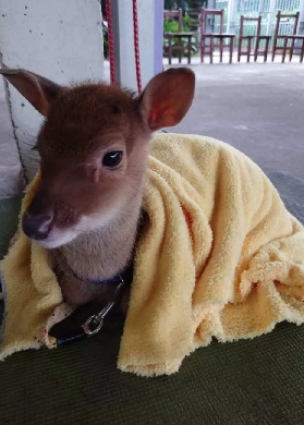 桃園山腳鹿場｜親子互動夯爆！雨天也能零距離摸小鹿超療癒🦌