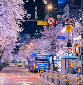 2026韓國櫻花預測🗓️收藏這一篇就夠了