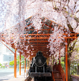 2026韓國賞櫻前哨站：濟州島四大市區賞櫻秘境全攻略