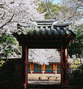 2026首爾賞櫻全攻略：五大秘境與經典路線完整解析