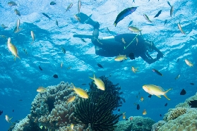 長灘島潛水實測｜Wicked Squid Divers超抵！新手0門檻都ok✨