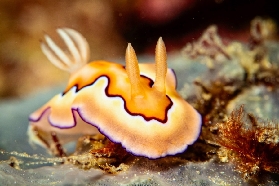 長灘島潛水推坑｜Wicked Squid Divers資深潛水員也愛！日夜場都超讚🔥