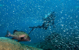 【西澳浮潛實測】穆隆群島vs寧格羅礁選哪個？避坑3要點✨