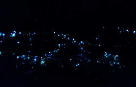 黃金海岸夜螢火蟲半日遊｜3個必知避坑點+隱藏亮點實測✨