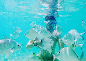 黃金海岸皮劃艇賞海豚｜浮潛見熱帶魚+海龜！實測避坑全攻略