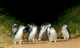 「實測」墨爾本菲利普島一日遊｜小藍企鵝歸巢+法國島秘境超讚💙