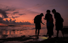 新加坡潮間帶實測｜我看到多瘤海星啦！超讚的海岸冒險🌊
