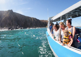 維克托港南大洋探險｜90分鐘乘船直擊海豹+海豚！避坑實測✨