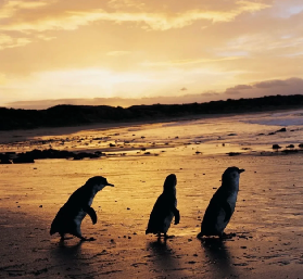 墨爾本周邊一日遊｜晴空下的菲利普島，邂逅南半球生態權威之旅