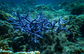 亞庇環灘島一日遊實測｜海龜就在身邊遊！粉沙灘超讚🌊