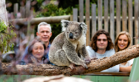 墨爾本私人一日遊保姆級攻略｜避坑+規劃全解析