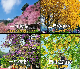 2026清邁賞花月歷收藏！1-6月追花指南，邂逅半年花期浪漫