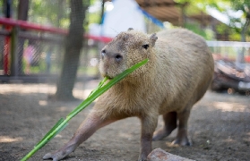 臺南頑皮世界門票預訂｜避坑優惠+交通攻略一次睇清✨