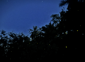 瓜拉雪蘭莪螢火蟲藍眼淚之旅｜遊玩後總結5個避坑技巧