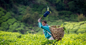 吉隆坡出發金馬崙一日遊｜預訂前必睇！避坑+選品指南✨