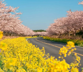 ✅2026韓國追櫻花預測時間🌸全攻略