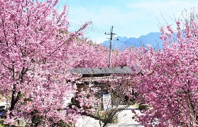 新竹司馬庫斯一日遊｜港澳人實測！上帝的部落隱藏亮點✨