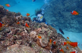 墾丁萬裏桐浮潛中心實測｜珊瑚魚群貼臉！SUP劃到日落太讚✨