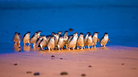 墨爾本一日遊實測｜百年蒸汽火車+小企鵝歸巢 這趟真的值爆✨