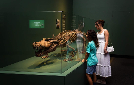 布裏斯班Croc展預訂全攻略！免費入場+坑點避開✨