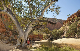 澳洲內陸隱藏寶！西麥唐奈山脈一日遊實測✨避坑指南