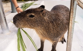 墾丁隱藏版！鹿ㄦ島水豚園實測體驗：摸水豚+拍網美照超讚🤩