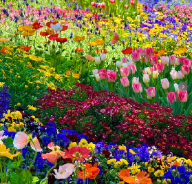 2026廣州1月賞花地圖