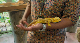 吉隆坡大象一日遊｜近距離摸象+藍眼淚超讚！實測細節曝光🤩